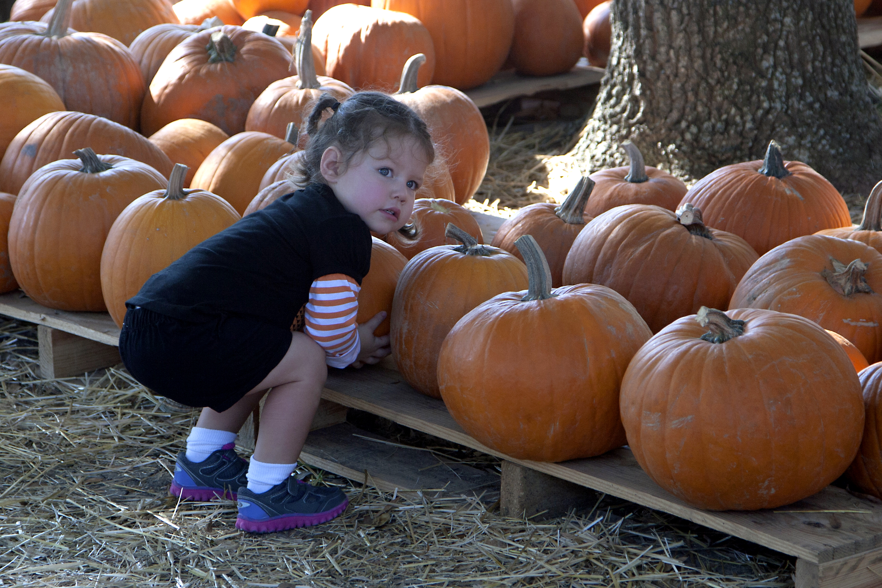 The Pumpkin Patch