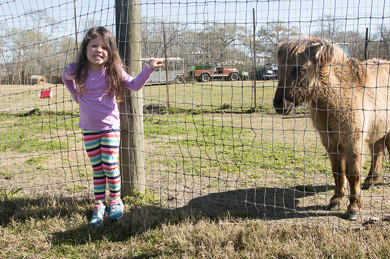 Bayou Wildlife Zoo / saroy.net